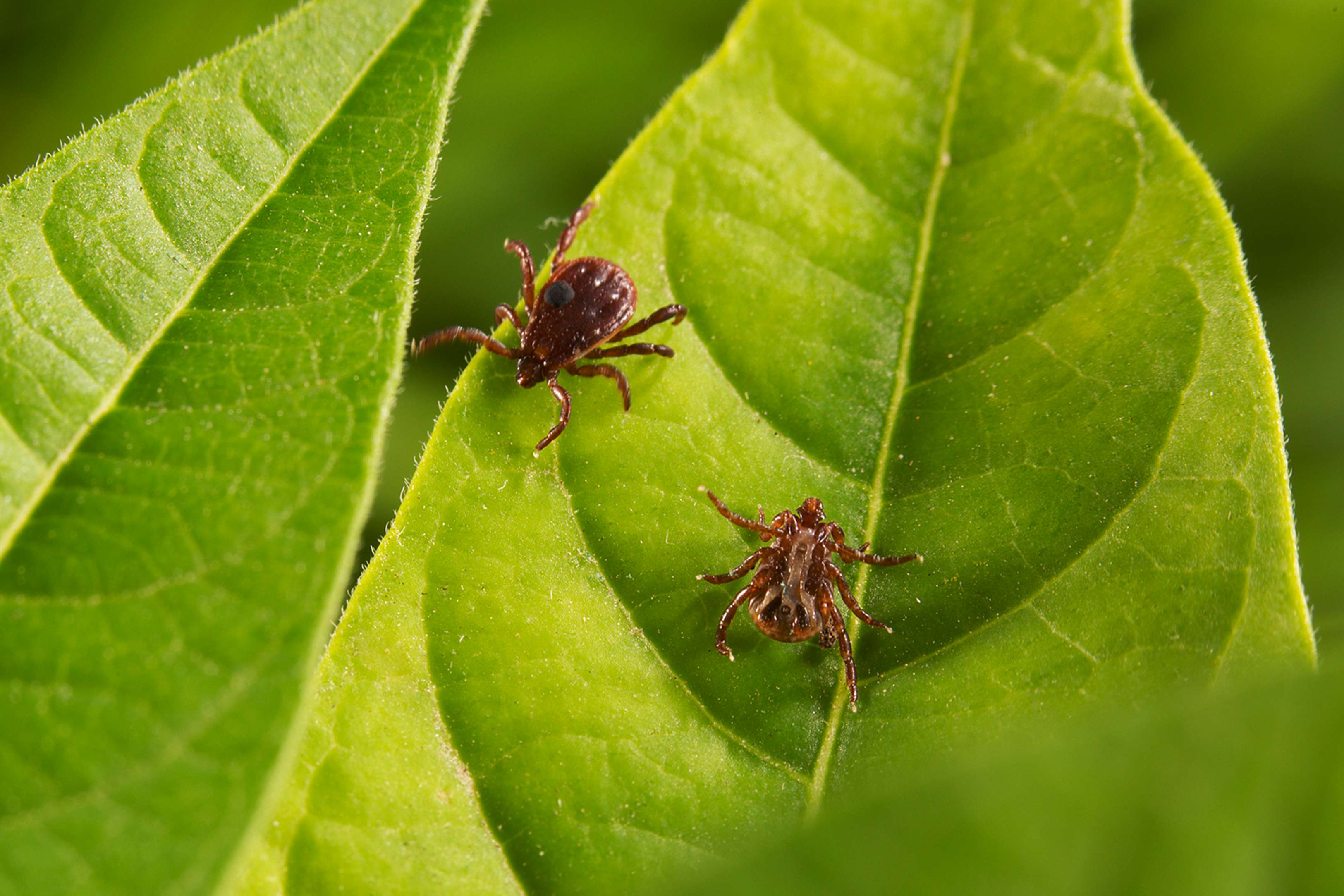 Zeckenbilder 018 Zecken.de